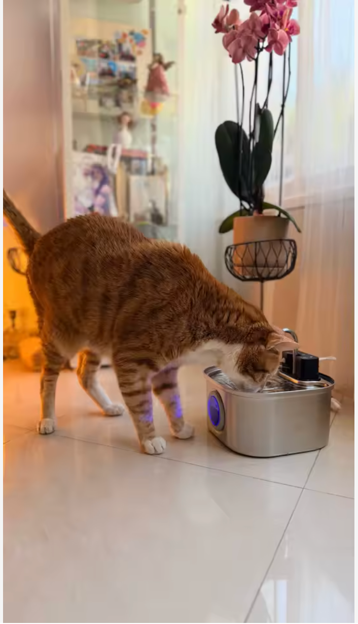 Protect Your Cat's Kidneys